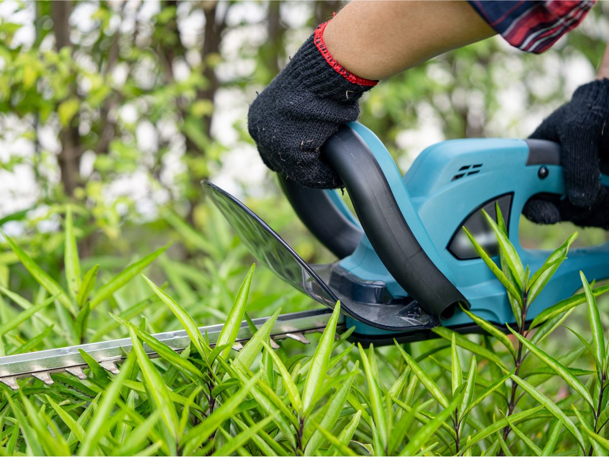 Trimming a hedge with power trimmers in Powell River