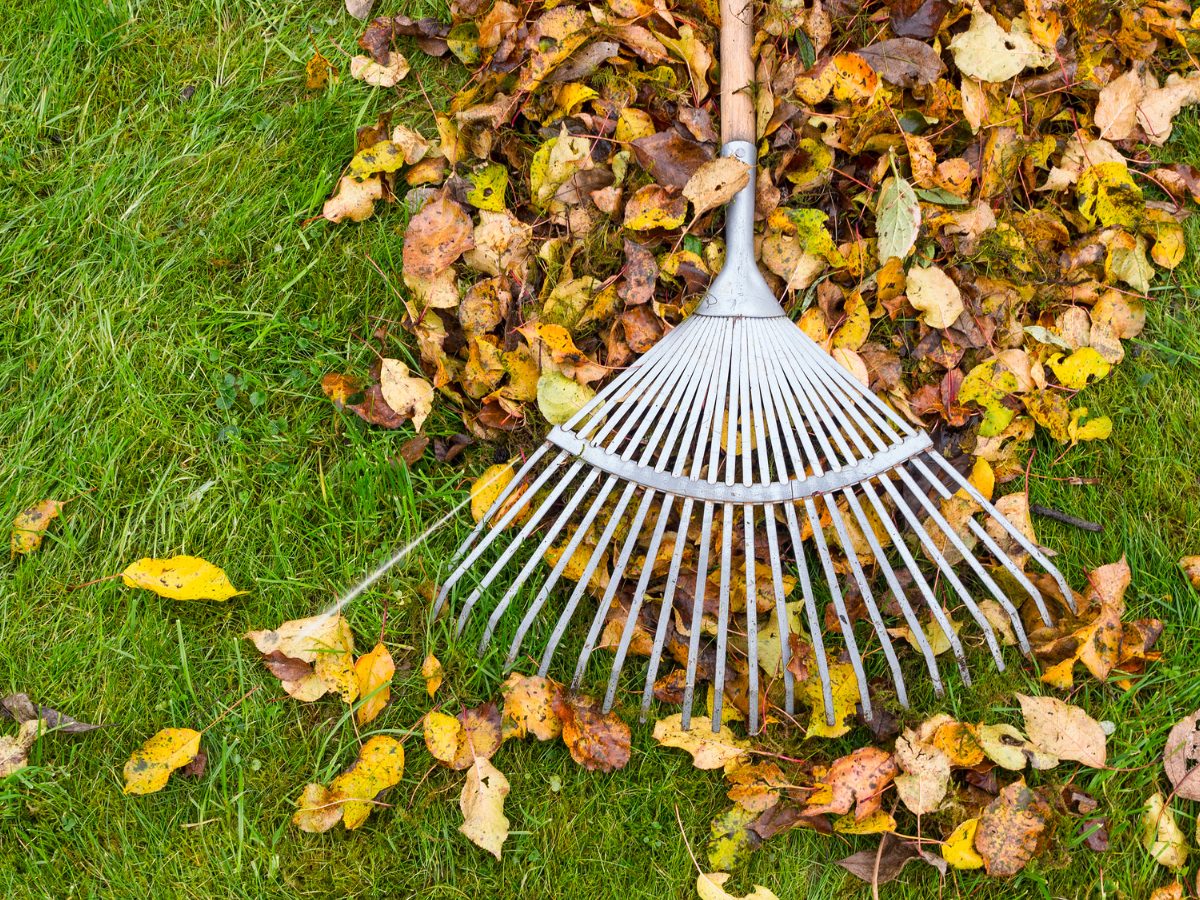 Rake gathering fall leaves on a lawn